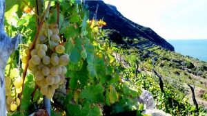 ANTICHE CANTINE MIGLIACCIO